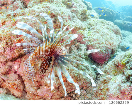 一條美麗而巨大的獅子魚。它的目標是藍綠色雀鯛群和其他魚類。 Hirizohama Nakagi 南伊豆鎮 伊豆半島 靜岡縣 2024 126662259