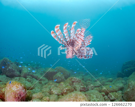 A beautiful and large lionfish. It targets schools of blue-green damselfish and others. Hirizohama Nakagi Minamiizu Town Izu Peninsula Shizuoka Prefecture 2024 A beautiful and large lionfish. It targets schools of blue-green damselfish and others. Hirizohama Nakagi Minamiizu Town Izu Peninsula Shizuoka Prefecture 2024 126662270