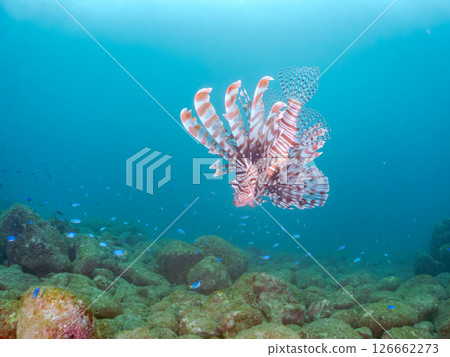 A beautiful and large lionfish. It targets schools of blue-green damselfish and others. Hirizohama Nakagi Minamiizu Town Izu Peninsula Shizuoka Prefecture 2024 126662273