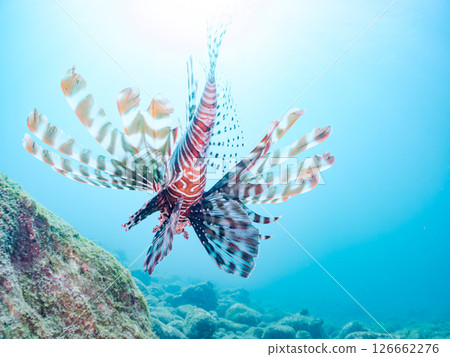 A beautiful and large lionfish. It targets schools of blue-green damselfish and others. Hirizohama Nakagi Minamiizu Town Izu Peninsula Shizuoka Prefecture 2024 A beautiful and large lionfish. It targets schools of blue-green damselfish and others. Hirizohama Nakagi Minamiizu Town Izu Peninsula Shizuoka Prefecture 2024 126662276