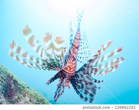 A beautiful and large lionfish. It targets schools of blue-green damselfish and others. Hirizohama Nakagi Minamiizu Town Izu Peninsula Shizuoka Prefecture 2024 A beautiful and large lionfish. It targets schools of blue-green damselfish and others. Hirizohama Nakagi Minamiizu Town Izu Peninsula Shizuoka Prefecture 2024 126662282
