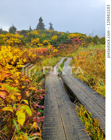 Climbing Mount Kurikoma in autumn (Sugawa Onsen to Ubunuma) 126662283
