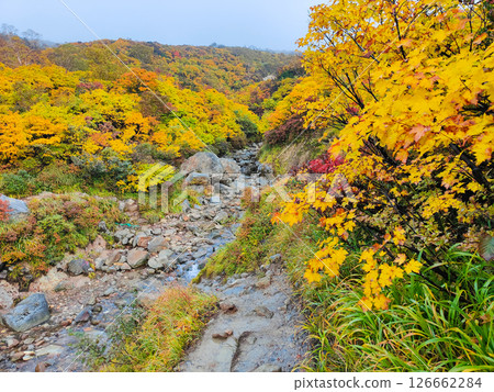 Climbing Mount Kurikoma in autumn (Sugawa Onsen to Ubunuma) 126662284