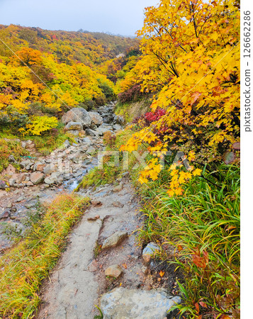 秋季攀登栗駒山（菅川溫泉～宇文沼） 126662286