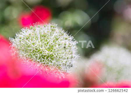 Ball-like alum Ball-like alum 126662542