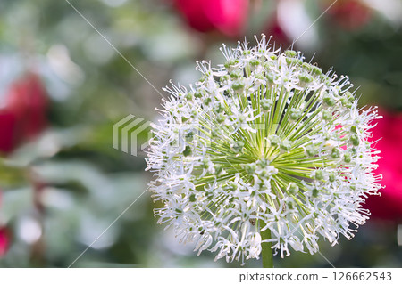 Beautiful ball-shaped flowers Beautiful ball-shaped flowers 126662543