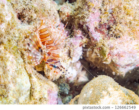 A juvenile Scorpaenidae fish with beautiful spread wings. Hirizohama Nakagi Minamiizu Town Izu Peninsula Shizuoka Prefecture 2024 126662549