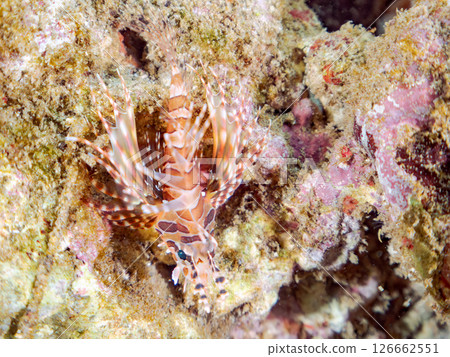 一隻幼年鲉科鲉，翅膀展開美麗。 Hirizohama Nakagi 南伊豆鎮 伊豆半島 靜岡縣 2024 126662551