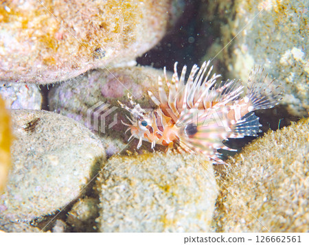 A juvenile Scorpaenidae fish with beautiful spread wings. Hirizohama Nakagi Minamiizu Town Izu Peninsula Shizuoka Prefecture 2024 126662561