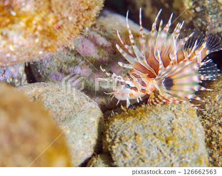 A juvenile Scorpaenidae fish with beautiful spread wings. Hirizohama Nakagi Minamiizu Town Izu Peninsula Shizuoka Prefecture 2024 A juvenile Scorpaenidae fish with beautiful spread wings. Hirizohama Nakagi Minamiizu Town Izu Peninsula Shizuoka Prefecture 2024 126662563