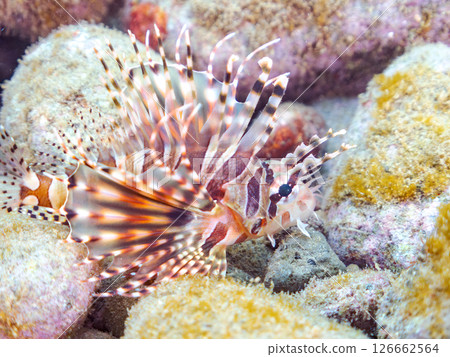 A juvenile Scorpaenidae fish with beautiful spread wings. Hirizohama Nakagi Minamiizu Town Izu Peninsula Shizuoka Prefecture 2024 A juvenile Scorpaenidae fish with beautiful spread wings. Hirizohama Nakagi Minamiizu Town Izu Peninsula Shizuoka Prefecture 2024 126662564