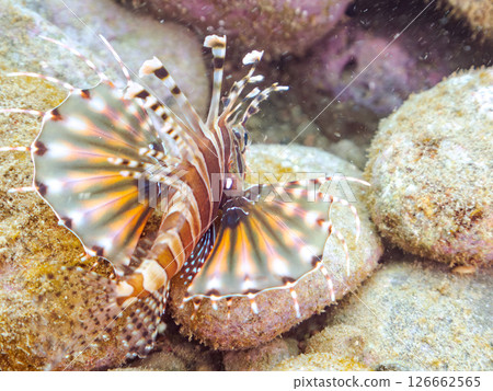 A juvenile Scorpaenidae fish with beautiful spread wings. Hirizohama Nakagi Minamiizu Town Izu Peninsula Shizuoka Prefecture 2024 126662565