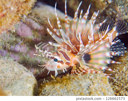 一隻幼年鲉科鲉,翅膀展開美麗。 Hirizohama Nakagi 南伊豆鎮 伊豆半島 靜岡縣 2024 一隻幼年鲉科鲉,翅膀展開美麗。 Hirizohama Nakagi 南伊豆鎮 伊豆半島 靜岡縣 2024 126662573