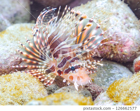 A juvenile Scorpaenidae fish with beautiful spread wings. Hirizohama Nakagi Minamiizu Town Izu Peninsula Shizuoka Prefecture 2024 A juvenile Scorpaenidae fish with beautiful spread wings. Hirizohama Nakagi Minamiizu Town Izu Peninsula Shizuoka Prefecture 2024 126662577