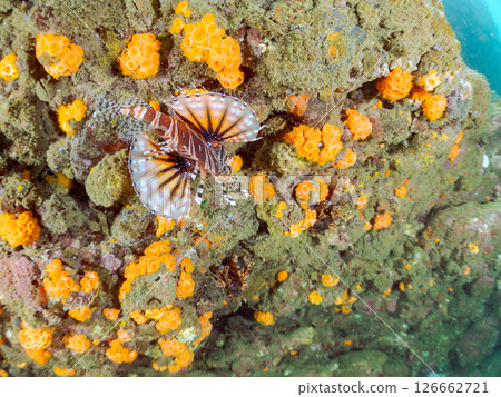 A giraffe fish (Scorpaenidae) with beautiful spread wings. Hirizohama Nakagi Minamiizu Town Izu Peninsula Shizuoka Prefecture 2024 A giraffe fish (Scorpaenidae) with beautiful spread wings. Hirizohama Nakagi Minamiizu Town Izu Peninsula Shizuoka Prefecture 2024 126662721