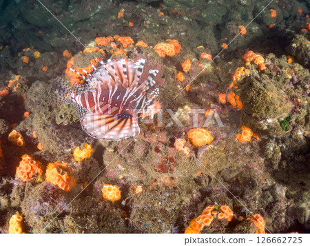 A giraffe fish (Scorpaenidae) with beautiful spread wings. Hirizohama Nakagi Minamiizu Town Izu Peninsula Shizuoka Prefecture 2024 126662725