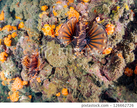 長頸魚（鲉科）有美麗的展翅。 Hirizohama Nakagi 南伊豆鎮 伊豆半島 靜岡縣 2024 126662726