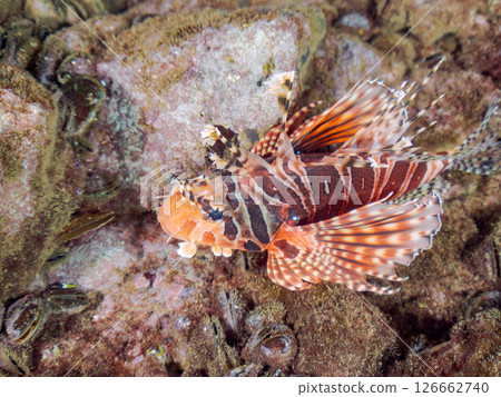 長頸魚(鲉科)有美麗的展翅。 Hirizohama Nakagi 南伊豆鎮 伊豆半島 靜岡縣 2024 長頸魚(鲉科)有美麗的展翅。 Hirizohama Nakagi 南伊豆鎮 伊豆半島 靜岡縣 2024 126662740