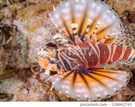 長頸魚（鲉科）有美麗的展翅。 Hirizohama Nakagi 南伊豆鎮 伊豆半島 靜岡縣 2024 126662743