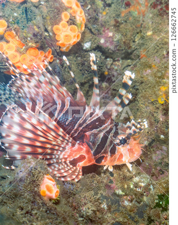 長頸魚（鲉科）有美麗的展翅。 Hirizohama Nakagi 南伊豆鎮 伊豆半島 靜岡縣 2024 126662745