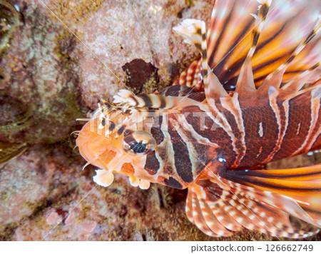 長頸魚（鲉科）有美麗的展翅。 Hirizohama Nakagi 南伊豆鎮 伊豆半島 靜岡縣 2024 126662749