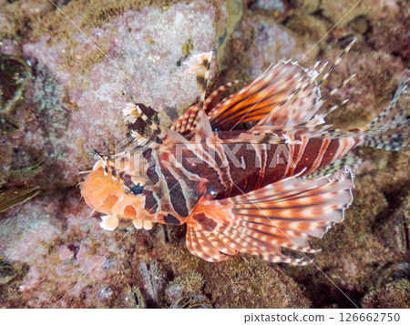 長頸魚（鲉科）有美麗的展翅。 Hirizohama Nakagi 南伊豆鎮 伊豆半島 靜岡縣 2024 126662750