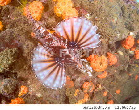 長頸魚（鲉科）有美麗的展翅。 Hirizohama Nakagi 南伊豆鎮 伊豆半島 靜岡縣 2024 126662752