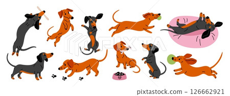 Cartoon happy dachshund character. Cheerful long dog, funny pet playing, eats and sleeps, different poses and activities, adorable pets stickers, puppy mascot garish vector isolated set Cartoon happy dachshund character. Cheerful long dog, funny pet playing, eats and sleeps, different poses and activities, adorable pets stickers, puppy mascot garish vector isolated set 126662921