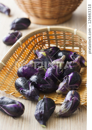 採摘的茄子 採摘的茄子 126663318