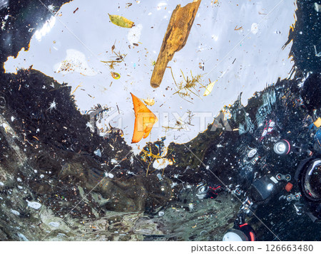 Half-surface photograph of a juvenile swallowtail fish swimming in shallow waters at Nakagi Hirizo Beach, Minamiizu-cho, Kamo-gun, Izu Peninsula, Shizuoka Prefecture, 2024 126663480
