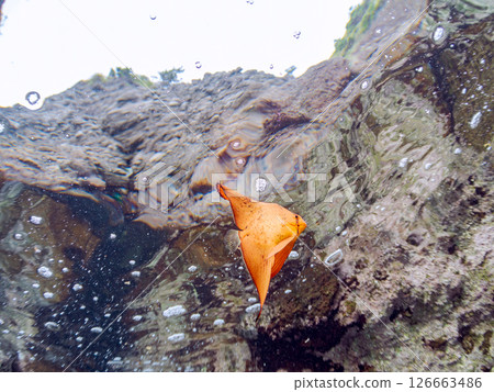 Half-surface photograph of a juvenile swallowtail fish swimming in shallow waters at Nakagi Hirizo Beach, Minamiizu-cho, Kamo-gun, Izu Peninsula, Shizuoka Prefecture, 2024 126663486