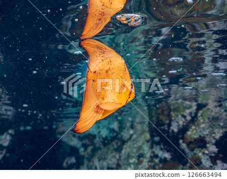 Half-surface photograph of a juvenile swallowtail fish swimming in shallow waters at Nakagi Hirizo Beach, Minamiizu-cho, Kamo-gun, Izu Peninsula, Shizuoka Prefecture, 2024 126663494