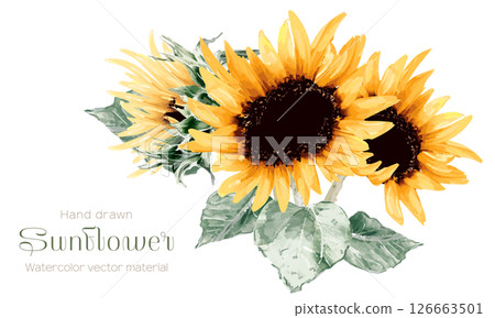 Illustration of sunflower drawn in watercolor 126663501