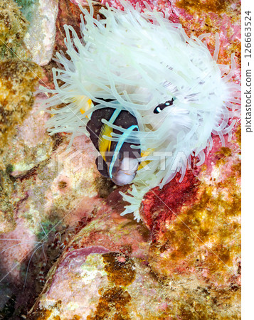 一群白化的海葵和幼年小丑魚。 Hirizohama Nakagi 南伊豆鎮 伊豆半島 靜岡縣 2024 126663524