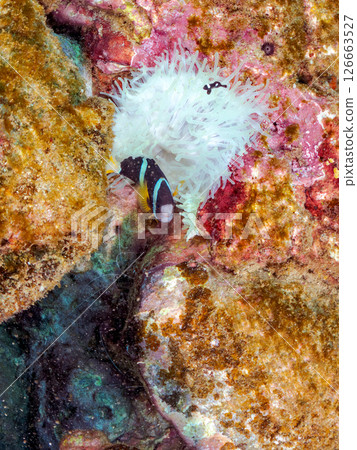 一群白化的海葵和幼年小丑魚。 Hirizohama Nakagi 南伊豆鎮 伊豆半島 靜岡縣 2024 一群白化的海葵和幼年小丑魚。 Hirizohama Nakagi 南伊豆鎮 伊豆半島 靜岡縣 2024 126663527