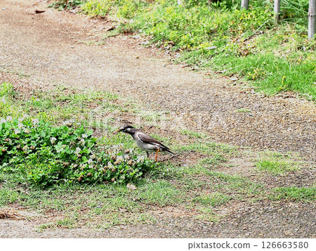 "I got it!" (A starling walks around triumphantly with an earthworm in its mouth.) "I got it!" (A starling walks around triumphantly with an earthworm in its mouth.) 126663580