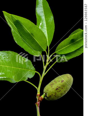 Almond Fruitlet and Leaves Against a Dark Backdrop Almond Fruitlet and Leaves Against a Dark Backdrop 126663587