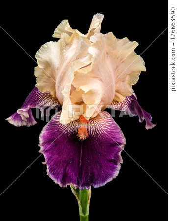 Stunning Cream and Purple Bearded Iris on Black 126663590