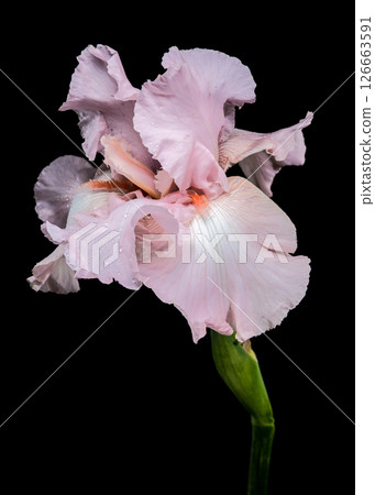 Elegant Pink Iris Bloom on Black Background 126663591