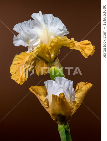 Two Elegant White and Yellow Bearded Irises on Brown Two Elegant White and Yellow Bearded Irises on Brown 126663600