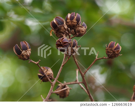 Close-up of brown, withered crape myrtle fruit Close-up of brown, withered crape myrtle fruit 126663619