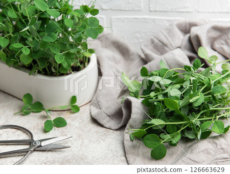 Freshly cut pea shoots resting on kitchen towel beside potted plant Freshly cut pea shoots resting on kitchen towel beside potted plant 126663629