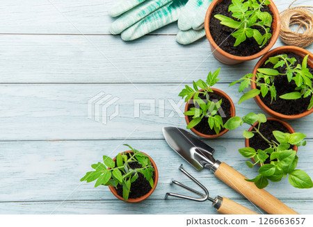 Gardener preparing seedlings and seed bags for urban gardening on wooden table 126663657
