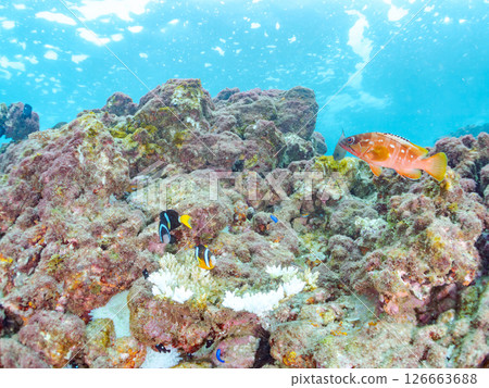 A group of bleached sea anemones, a pair of clownfish, a group of blue-green damselfish, a group of three-spotted damselfish, and others. Hirizo Beach A group of bleached sea anemones, a pair of clownfish, a group of blue-green damselfish, a group of three-spotted damselfish, and others. Hirizo Beach 126663688