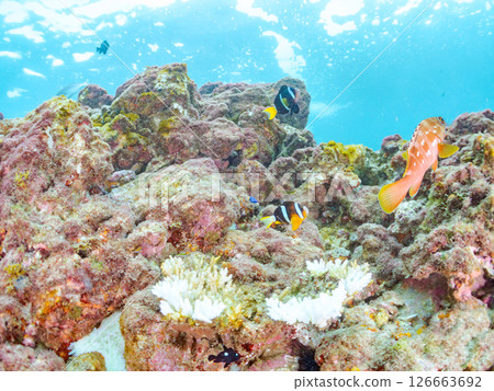 A group of bleached sea anemones, a pair of clownfish, a group of blue-green damselfish, a group of three-spotted damselfish, and others. Hirizo Beach A group of bleached sea anemones, a pair of clownfish, a group of blue-green damselfish, a group of three-spotted damselfish, and others. Hirizo Beach 126663692