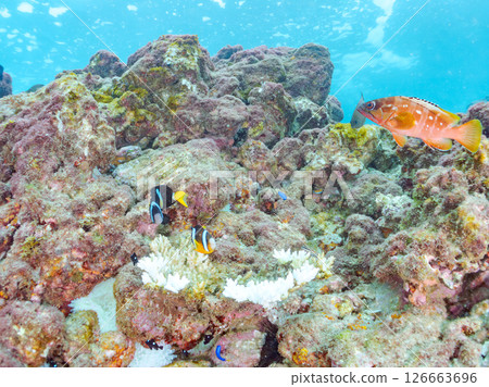 A group of bleached sea anemones, a pair of clownfish, a group of blue-green damselfish, a group of three-spotted damselfish, and others. Hirizo Beach A group of bleached sea anemones, a pair of clownfish, a group of blue-green damselfish, a group of three-spotted damselfish, and others. Hirizo Beach 126663696