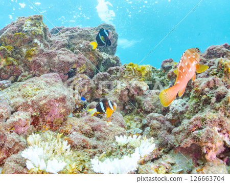 A group of bleached sea anemones, a pair of clownfish, a group of blue-green damselfish, a group of three-spotted damselfish, and others. Hirizo Beach 126663704