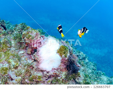 A group of bleached sea anemones, a pair of clownfish, a group of blue-green damselfish, a group of three-spotted damselfish, and others. Hirizo Beach A group of bleached sea anemones, a pair of clownfish, a group of blue-green damselfish, a group of three-spotted damselfish, and others. Hirizo Beach 126663707