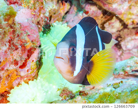 一群白化的海葵、一對小丑魚、一群藍白相間的雀鯛、一群三斑雀鯛等等。比里佐海灘 126663709