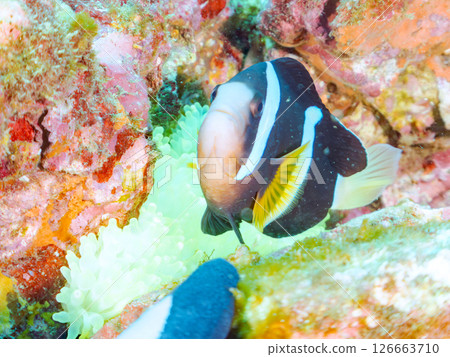 A group of bleached sea anemones, a pair of clownfish, a group of blue-green damselfish, a group of three-spotted damselfish, and others. Hirizo Beach 126663710